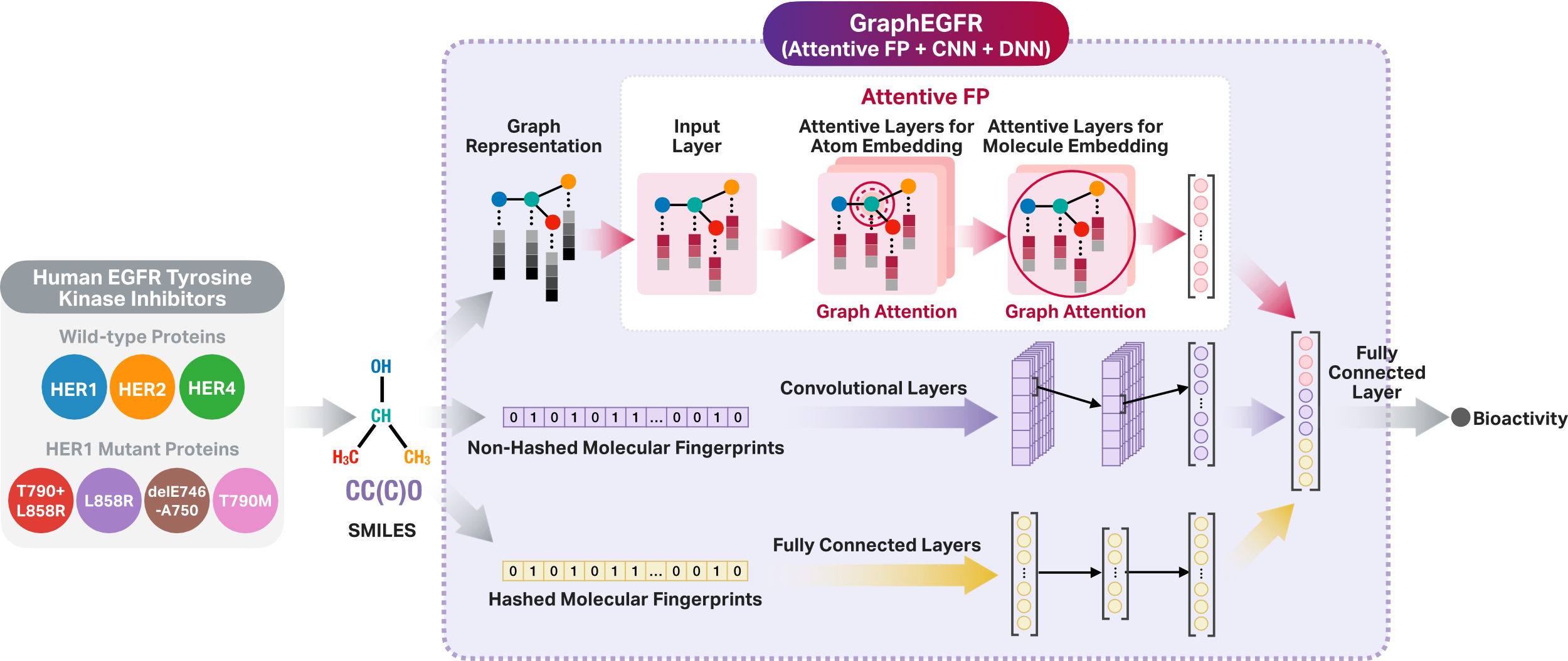 GraphEGFR deep learning model architecture and data flow diagram